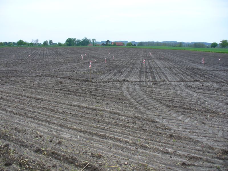 Maislabyrinth Venne 2014 - Fotogalerie - 1 von 100