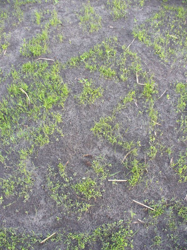 Maislabyrinth Venne 2014 - Fotogalerie - 12 von 100