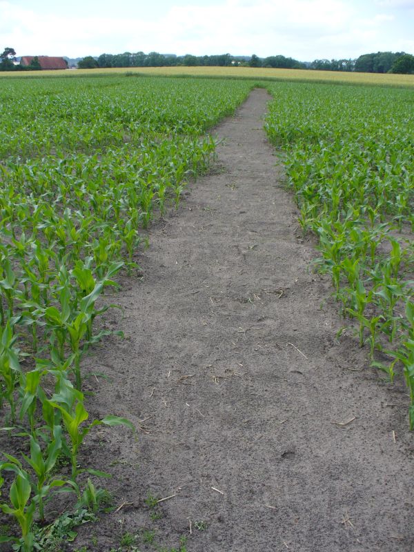 Maislabyrinth Venne 2014 - Fotogalerie - 35 von 100