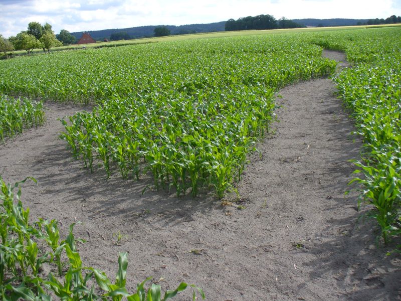 Maislabyrinth Venne 2014 - Fotogalerie - 37 von 100