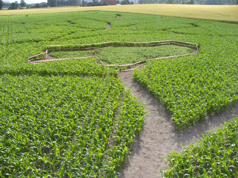 Maislabyrinth Venne 2014 - Fotogalerie - 42 von 100