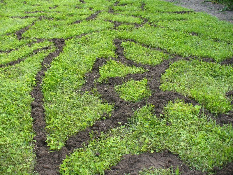 Maislabyrinth Venne 2014 - Fotogalerie - 72 von 100