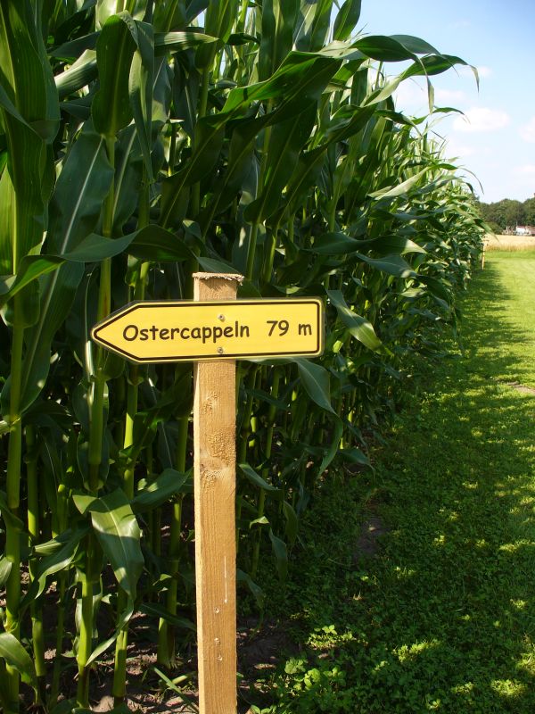 Maislabyrinth Venne 2014 - Fotogalerie - 75 von 100