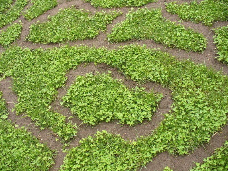 Maislabyrinth Venne 2014 - Fotogalerie - 82 von 100