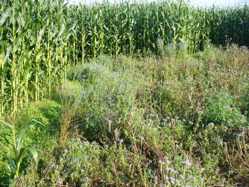 Maislabyrinth Venne 2014 - Fotogalerie - 85 von 100