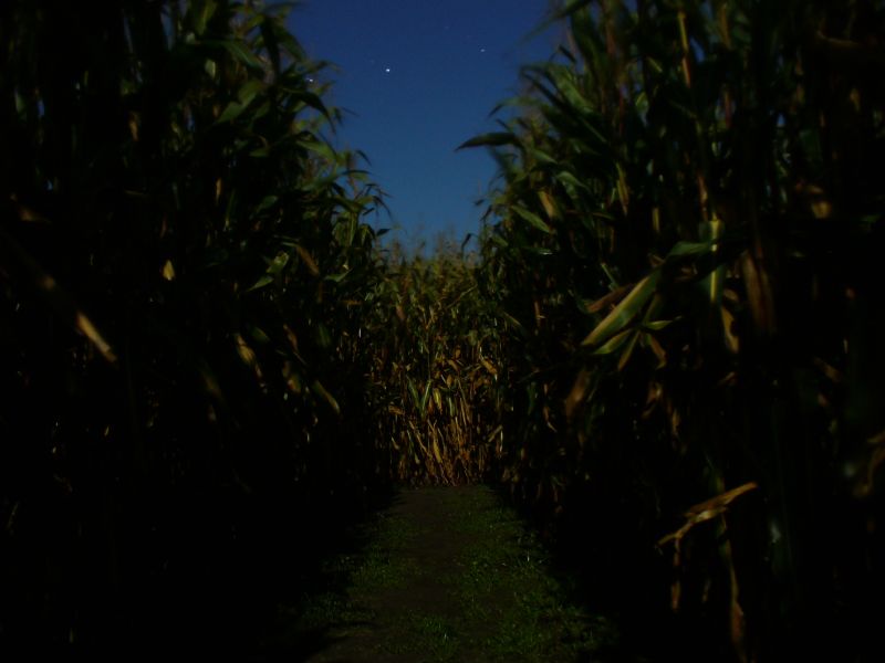 Maislabyrinth Venne 2014 - Fotogalerie - 100 von 100