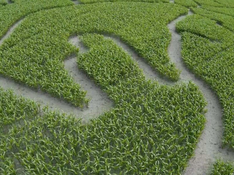 Maislabyrinth Venne 2014 - Fotogalerie - 53 von 100