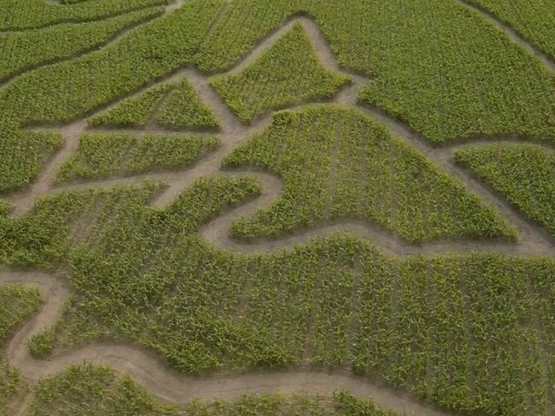 Maislabyrinth Venne 2014 - Fotogalerie - 46 von 100