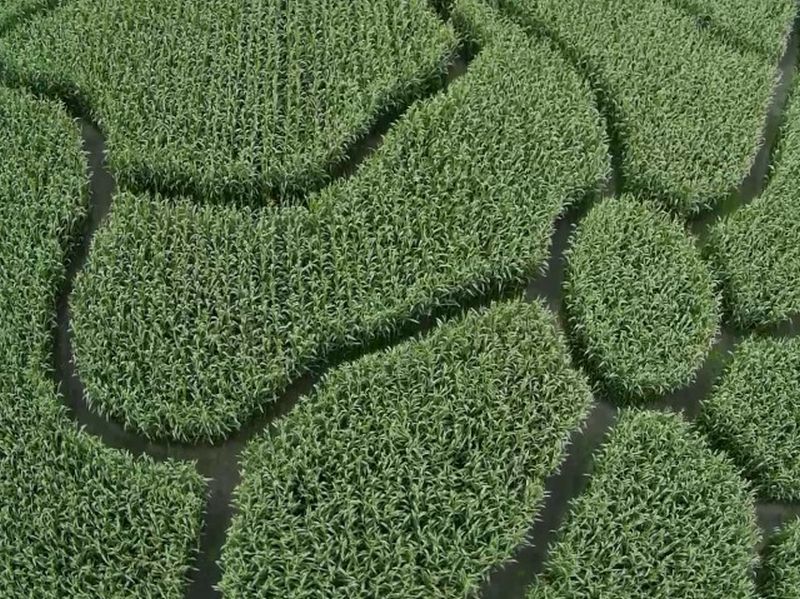 Maislabyrinth Venne 2014 - Fotogalerie - 66 von 100