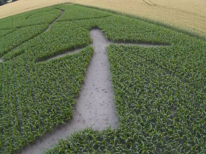 Maislabyrinth Venne 2014 - Fotogalerie - 47 von 100